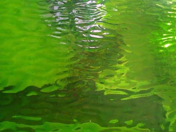 Lime Green Translucent Flemish
